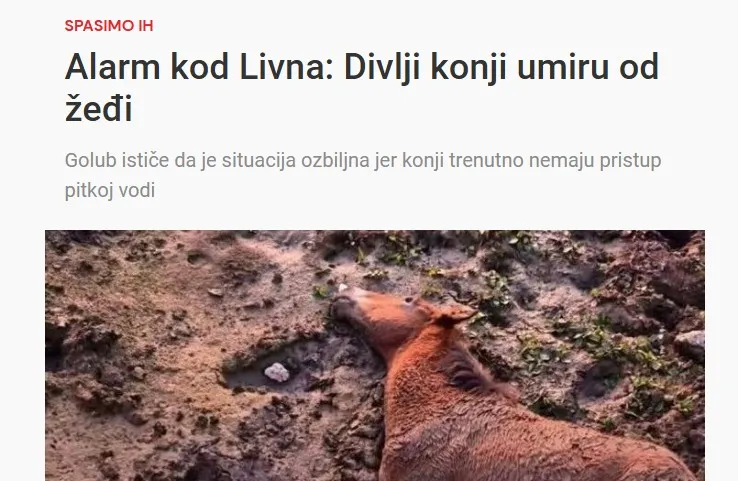 divlji konji livno divlji konji livno