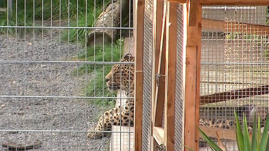LEOPARD NAPAO MANEKENKU