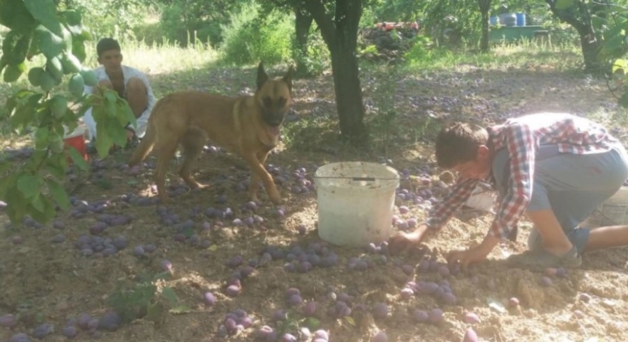 PET NAJPAMETNIJIH RASA PASA: Privrženi, druželjubivi i razigrani, a evo ko je Ajnštajn među njima