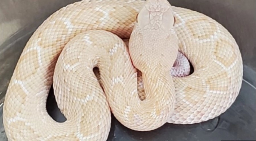 ALBINO ZMIJA OD KOJE ZASTAJE DAH Zmija ima crvene oči i duga je 2 metra