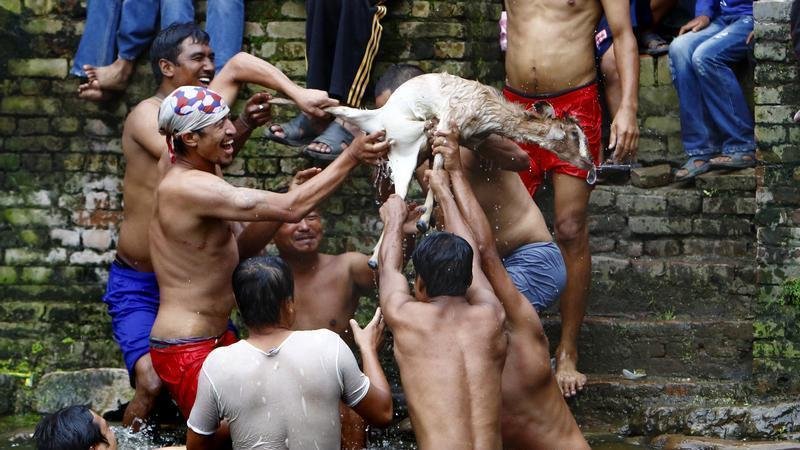 'STOP NASILJU NAD ŽIVOTINJAMA' - Video o zlostavljačima životinja u Nepalu
