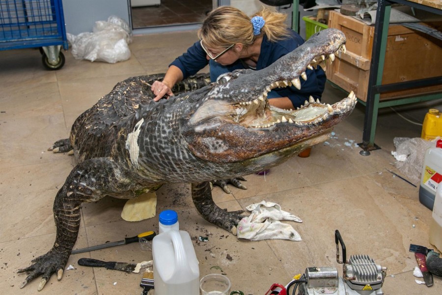 ALIGATOR KOJI JE PREŽIVIO BOMBARDOVANJE Drugog svjetskog rata izložen u Moskvi