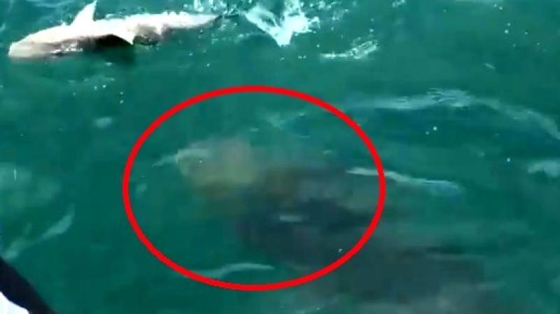 DIVOVSKA RIBA progutala ajkulu u jednom zalogaju (VIDEO)