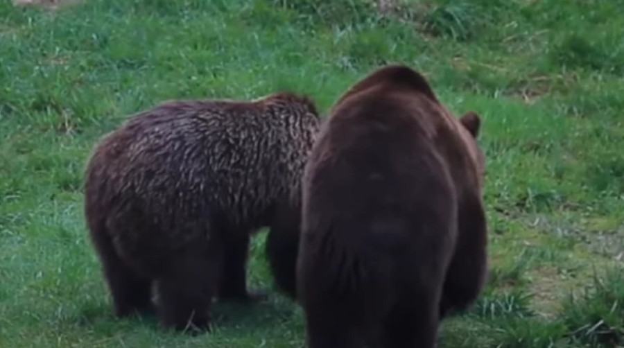 VIC DANA Vraćaju se medvjedi kući...