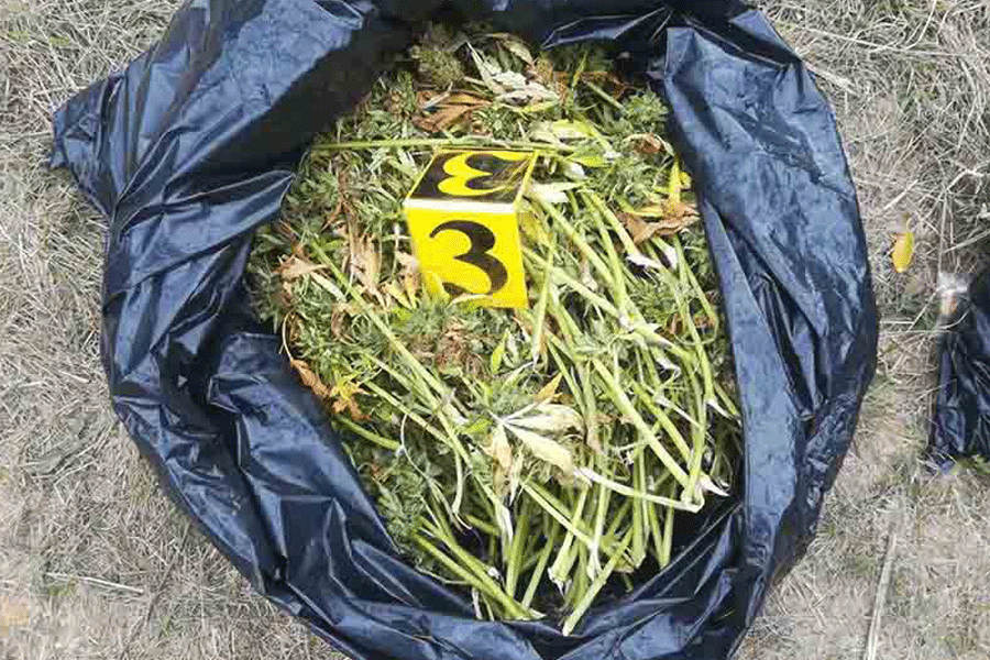 PRNJAVOR Akcija "Plantaža 2021" rezultirala oduzimanjem 17,5 kilograma droge