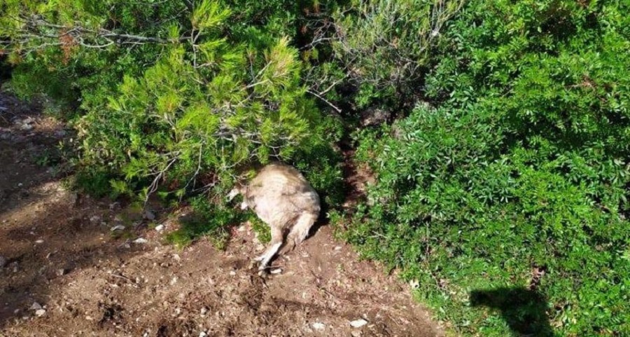 NEVRIJEME U HRVATSKOJ: Grom ubio 47 ovaca na Braču