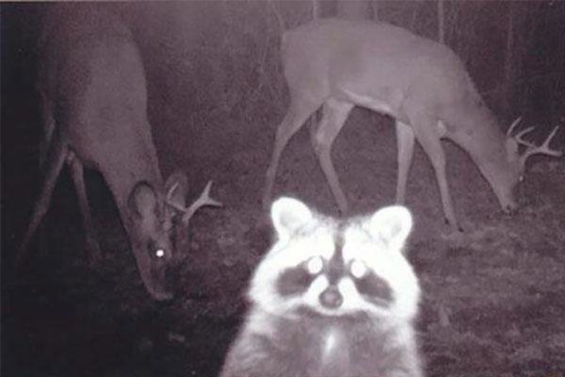 ČUDA PRIRODE- Nevjerovatne fotografije uslikane skrivenom kamerom u divljini