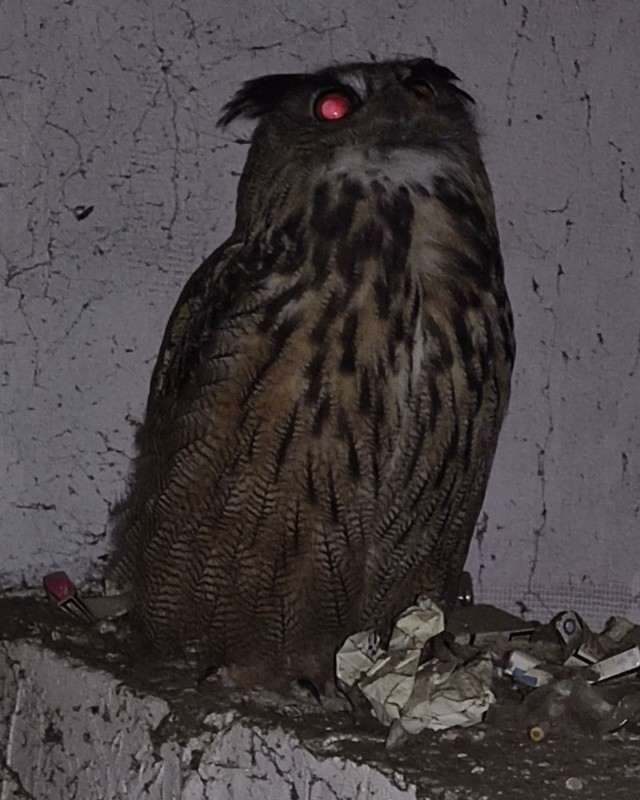 SOVA ULETJELA U VENTILACIJU! Građani je spasili (FOTO)
