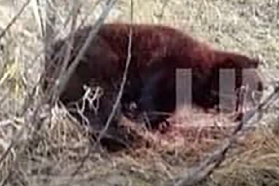 BOKSER UBIO ZVIJER IZ ŠUME spašavajući prijatelja! (VIDEO)