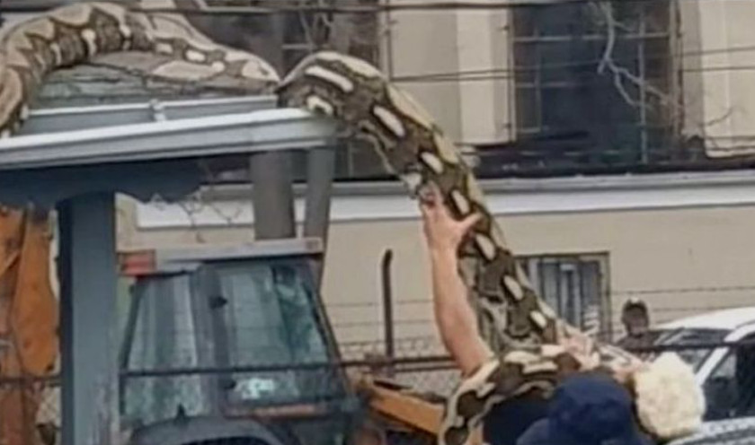 HRABAR ILI LUD: Golim rukama sa krova skinuo ogromnog pitona (VIDEO)