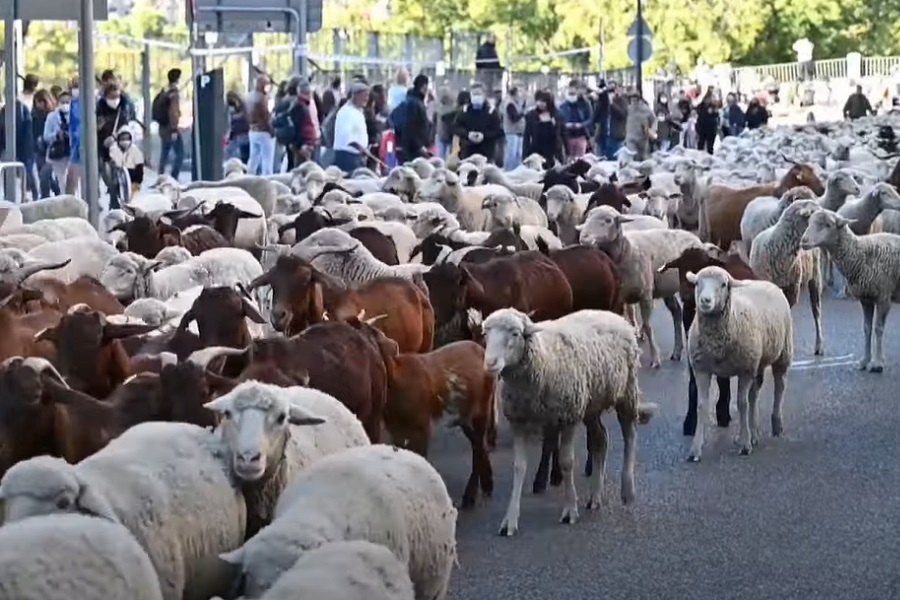 VIŠE OD 1.000 OVACA I KOZA u tradicionalnoj "šetnji" Madridom! (VIDEO)