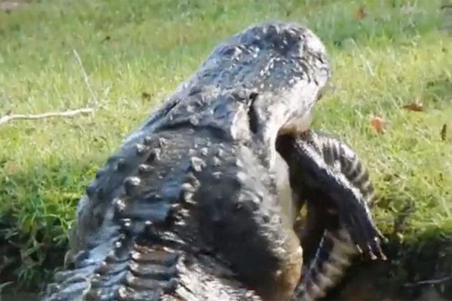 KANIBALIZAM ŽIVOTINJSKOG svijeta od strane najstarijeg predatora! (VIDEO)