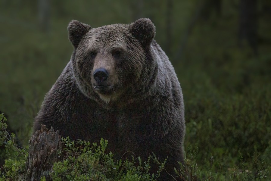 MEDVJEDI SE ČASTE KUKURUZOM! U Snaskom Mostu "nepozvani gosti" nanose štetu imanjima