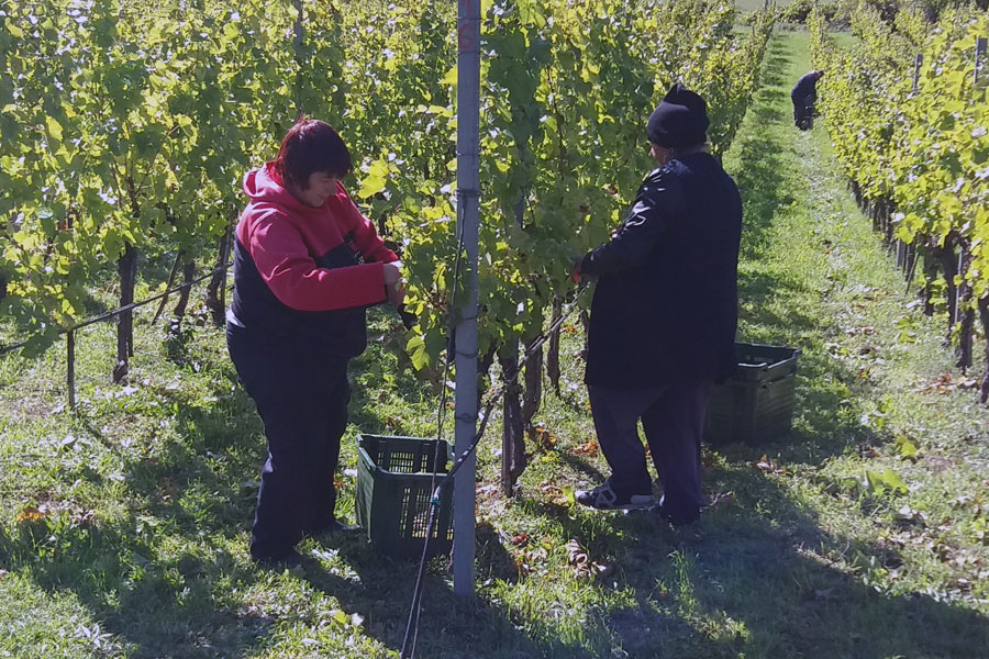 POČELA BERBA GROŽĐA U Carskim vinogradima