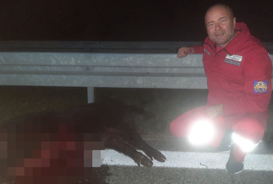 NESVAKIDAŠNJA NESREĆA kod Gradiške: UDARILI KRDO DIVLJIH SVINJA NA AUTOPUTU! Dva lica POVRIJEĐENA