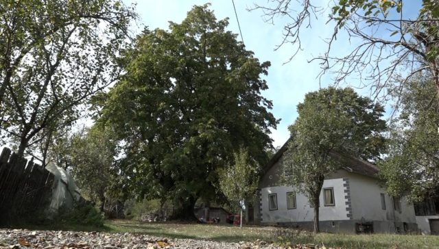 ČAROBNO STABLO iz Donje Ravske! Pod STARU LIPU U TOMAŠIMA STANE CIJELO SELO (VIDEO)