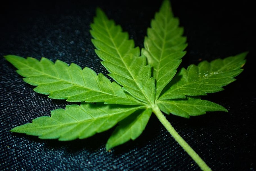 LEGALIZOVAN UZGOJ kanabisa u "četiri zida"!
