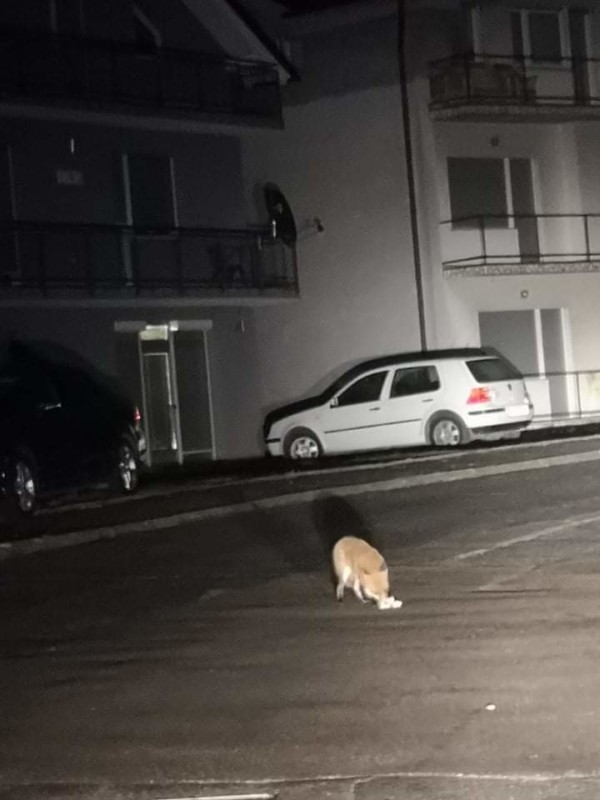 LISICE se odomaćile na Starčevici (FOTO)