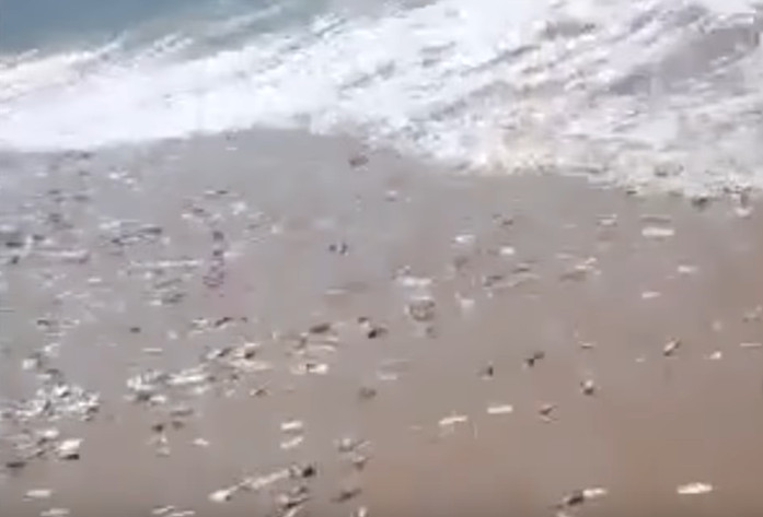 SIGURAN ZNAK DA SE SPREMA KATASTROFA: Stotine hiljada riba bježe iz mora na kopno (Video)