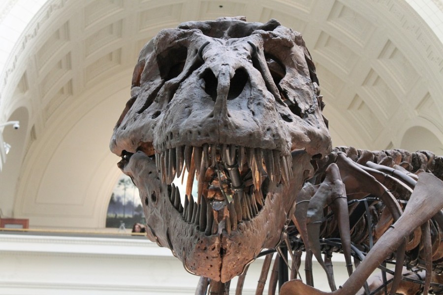OTIŠAO U RUKE KOLEKCIONARA: Prodat skelet dinosaurusa star 66 miliona godina