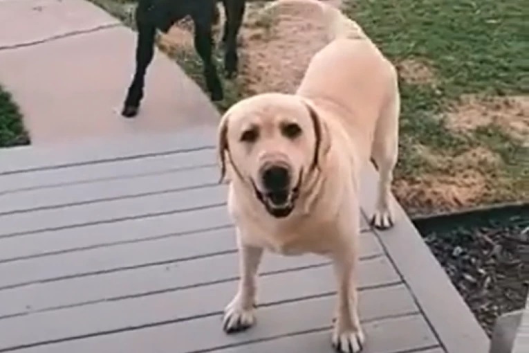 URNEBESNO! Retriver doveo čudnu drugaricu u dvorište (VIDEO)