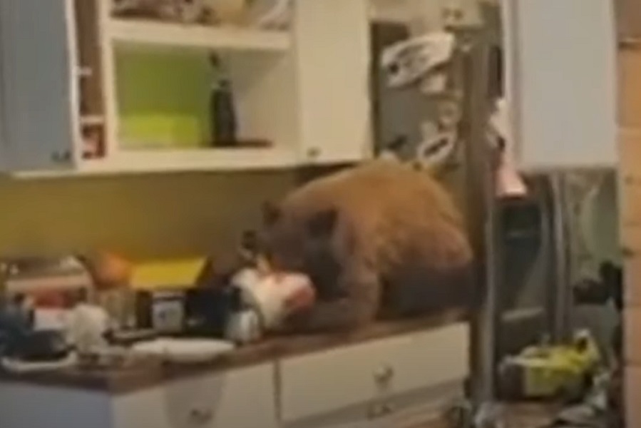 ZATEKAO NAJNEVJEROVATNIJI prizor u kuhinji! (VIDEO)