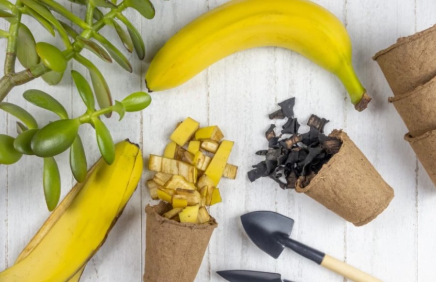 ISKORISTITE IH za bolji rast BILJAKA: Ne bacajte kore od BANANE, samo ih stavite u saksiju, a efekat će vas ZADIVITI