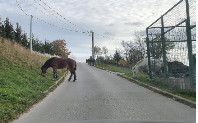 KONJI, KRAVE I MAGARCI: Domaće životinje UGROŽAVAJU SAOBRAĆAJ u Buća Potoku