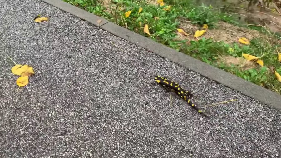 PJEGAVI DAŽDEVNJACI IZLAZE NAKON KIŠE! Evo zašto IH SE TREBATE PAZITI
