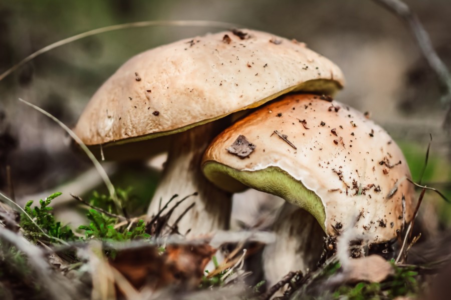 JELI GLJIVE IZ ŠUME Cijela porodica završila u bolnici