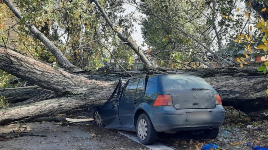 OLUJNO NEVRIJEME POGODILO BEOGRAD, jaki udari obarali stabla! Uništeni automobili (FOTO)