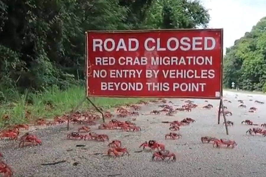 AUSTRALIJA POD INVAZIJOM! Milioni životinja hrle preko kontinenta! (VIDEO)