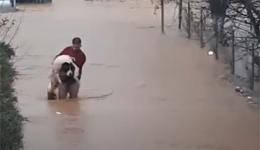 DJELO HVALE VRIJEDNO! SPASIO PSA koji se TOKOM POPLAVE ZAGLAVIO u ogradi (VIDEO)