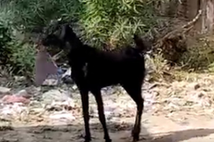 URNEBESNO! VIDEO POSTAO HIT NA INTERNETU: Koza upala u kancelariju i ukrala papire (VIDEO)