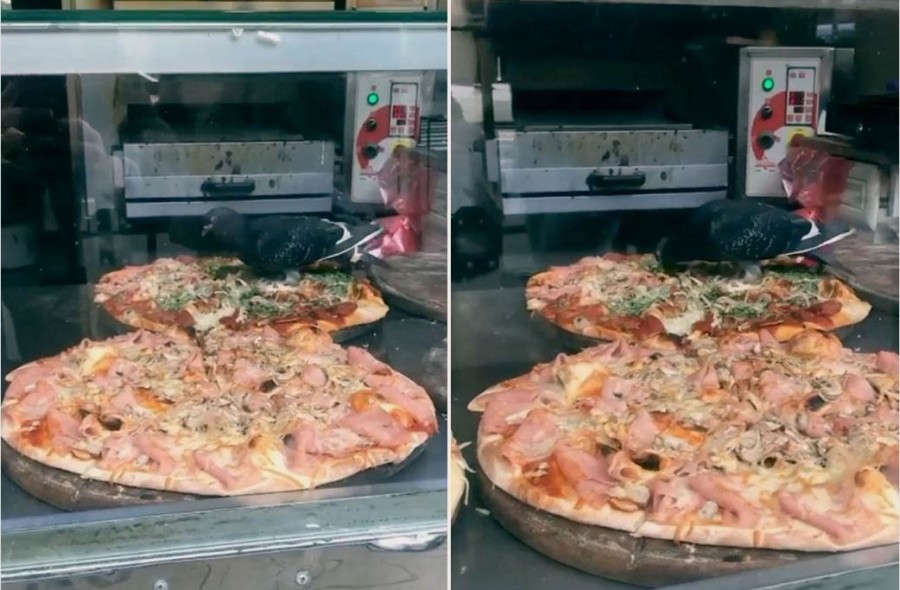 ODVRATNO! Golub snimljen kako "skače" po PICI u prodavnici brze hrane! (VIDEO)