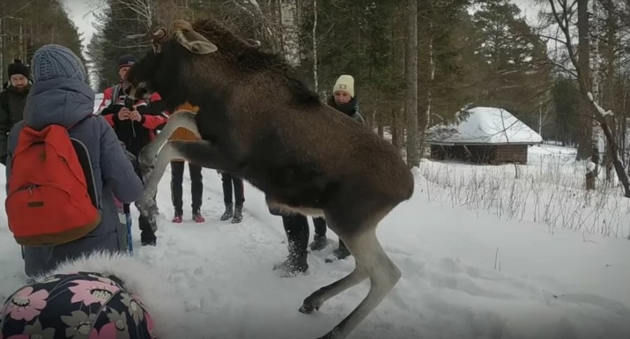 KAKO JE JELEN POKVARIO BOŽIĆ Turisti ga previše gnjavili! (Video)
