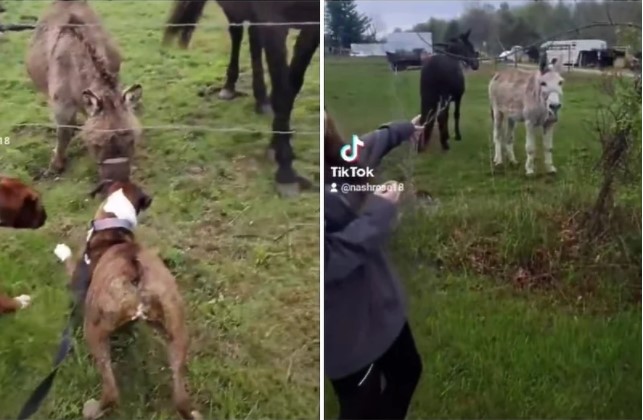 OVO ĆE VAM POPRAVITI DAN! Pas dirnuo "električnog čobana", magarac UMRO od smijeha! (VIDEO)