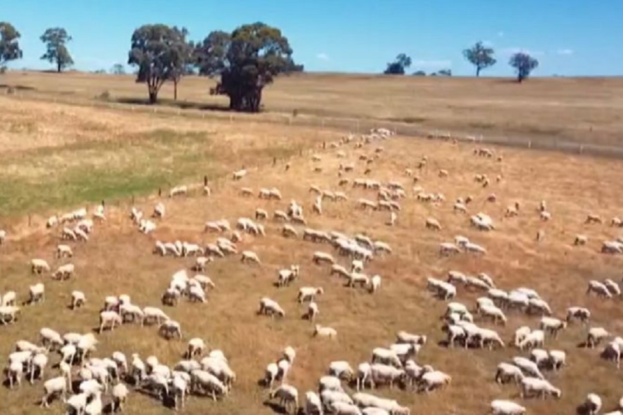 UKRADEN REKORDAN BROJ OVACA, farmeri oštećeni za stotine hiljada dolara! (VIDEO)