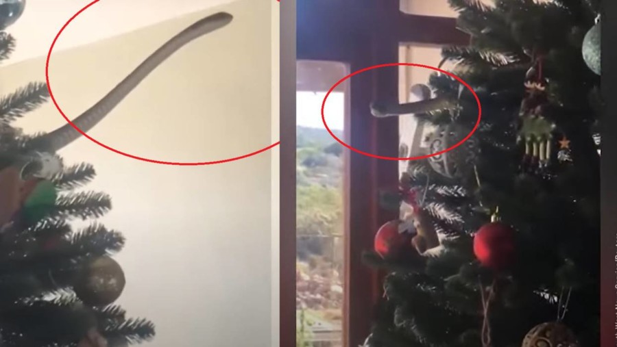 KUPILI BOŽIĆNU JELKU, odnijeli ju kući i okitili, a onda shvatili da se NEŠTO pomiče na granama! (VIDEO)