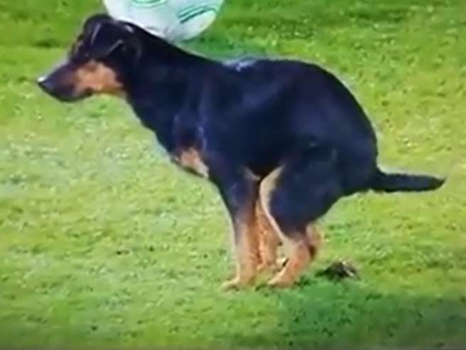 PAS SA STADIONA PARTIZANA HIT NA DRUŠTVENIM MREŽAMA! Oglasio se i legendarni napadač Engleske (VIDEO)