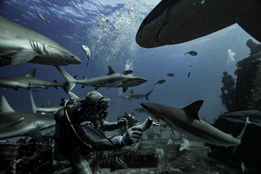 DA LI BISTE SE IKADA USUDILI? RONILAC mirno pliva ZAJEDNO SA AJKULOM držeći se za njeno peraje: Nevjerovatne fotografije sa Bahama! (FOTO)