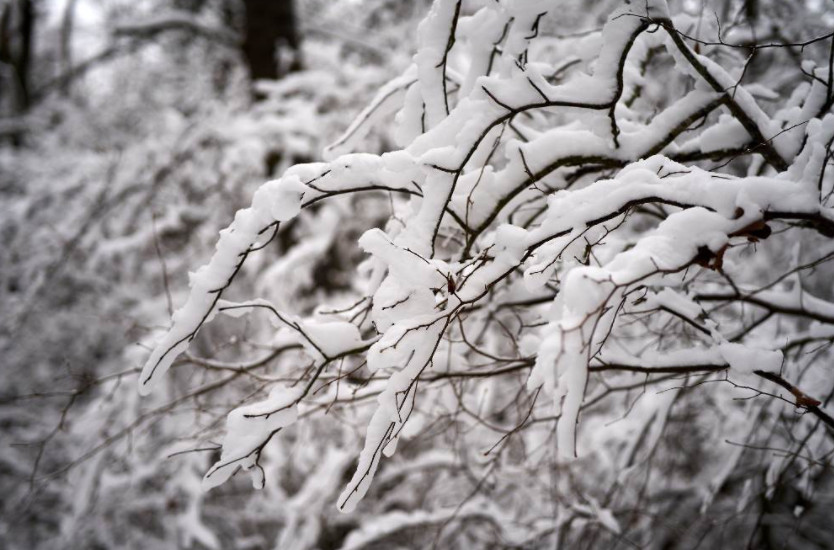 SAZNAJTE ŠTA SE DEŠAVA sa drvećem na veoma niskim temperaturama?