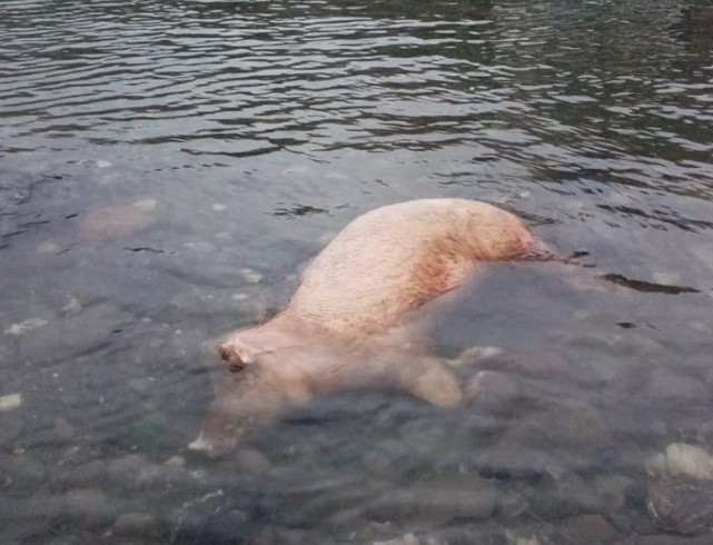 UŽAS U PRIBOJU: Leš svinje pluta u Limu