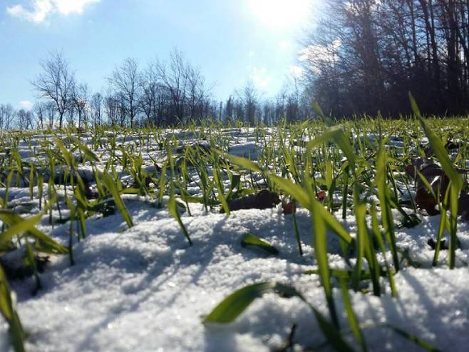 DOBRA VIJEST ZA POLJOPRIVREDNIKE Niska temperatura vazduha nije izazvala štetu na ozimim usjevima