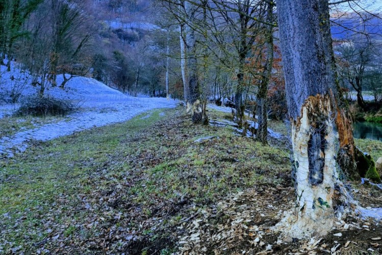 NOSITE IH NEGDJE DRUGO! Dabrovi kod Banjaluke UNIŠTAVAJU drveće, ljudi se sami snalaze, OMOTAVAJU stabla bodljikavom žicom