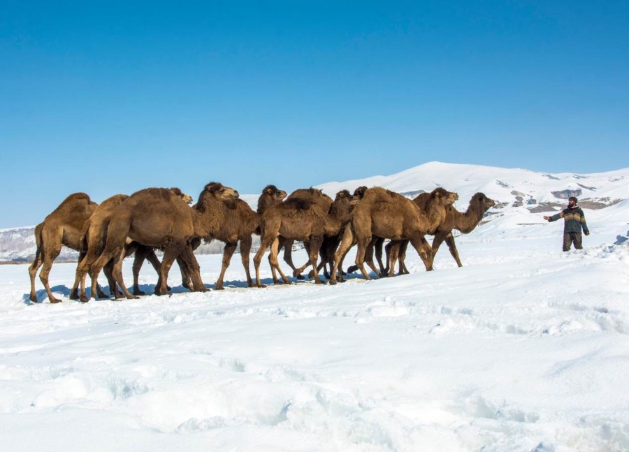 JUČE VRUĆ PIJESAK, DANAS LEDEN SNIJEG! Težak život turske kamile. SVAKODNEVNI TRENING ih spasava kobnih posljedica (FOTO)