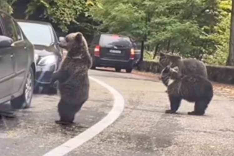 NESVAKIDAŠNJI SUSRET! MEDVJEDI naišli na kolonu automobila, pa vozačima "DAVALI PET"! (VIDEO)