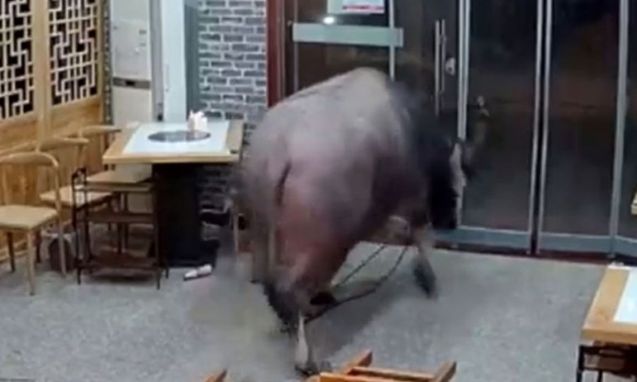 NEVJEROVATNO! BIZON PROVALIO U RESTORAN i napao gosta! (VIDEO)