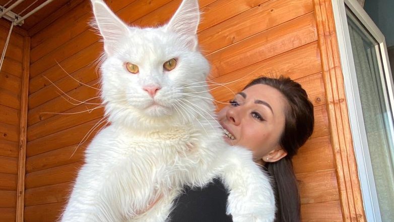 KUPILA MAČE, DOBILA DIVA Ljudi misle da je pas, JOŠ ĆE DA RASTE