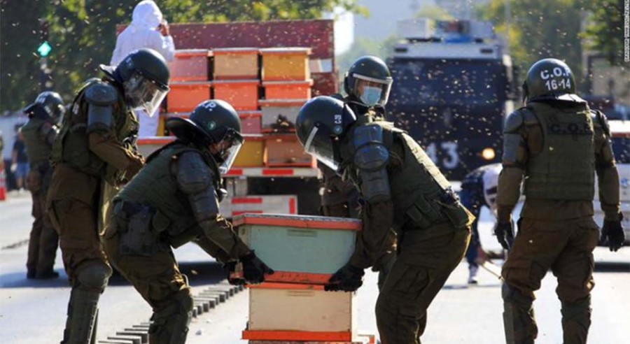 DRAMA U ČILEU Pčelari izašli na protest, PČELE IZBOLE policajce